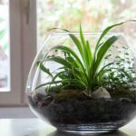 Come realizzare un terrario aperto?