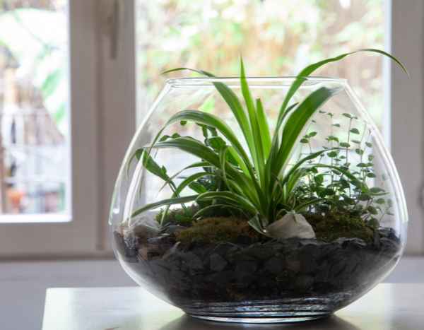 Come realizzare un terrario aperto?