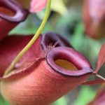 Drosera, Dionaea, Sarracenia... le grandi famiglie di piante carnivore