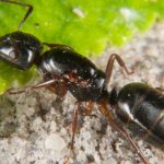 Formiche nei tuoi vasi o alla base delle tue piante: cosa fare?