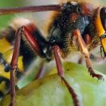 Come proteggere i raccolti di frutta dai calabroni?