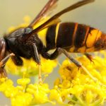 Un nido di vespe nel tuo giardino. Cosa fare?