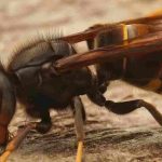 Vespa velutina e vespa crabro: come distinguerli?