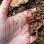 Gli insetti del compost: quelli da accogliere, quelli da limitare
