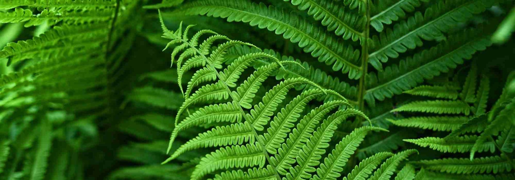 Fogliame: uno sguardo alle forme di foglie più comuni