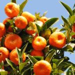 Le malattie e i parassiti più comuni del mandarino