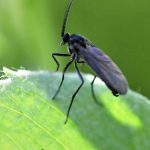 Moscerini del terriccio nei vasi: come evitare efficacemente la loro proliferazione?