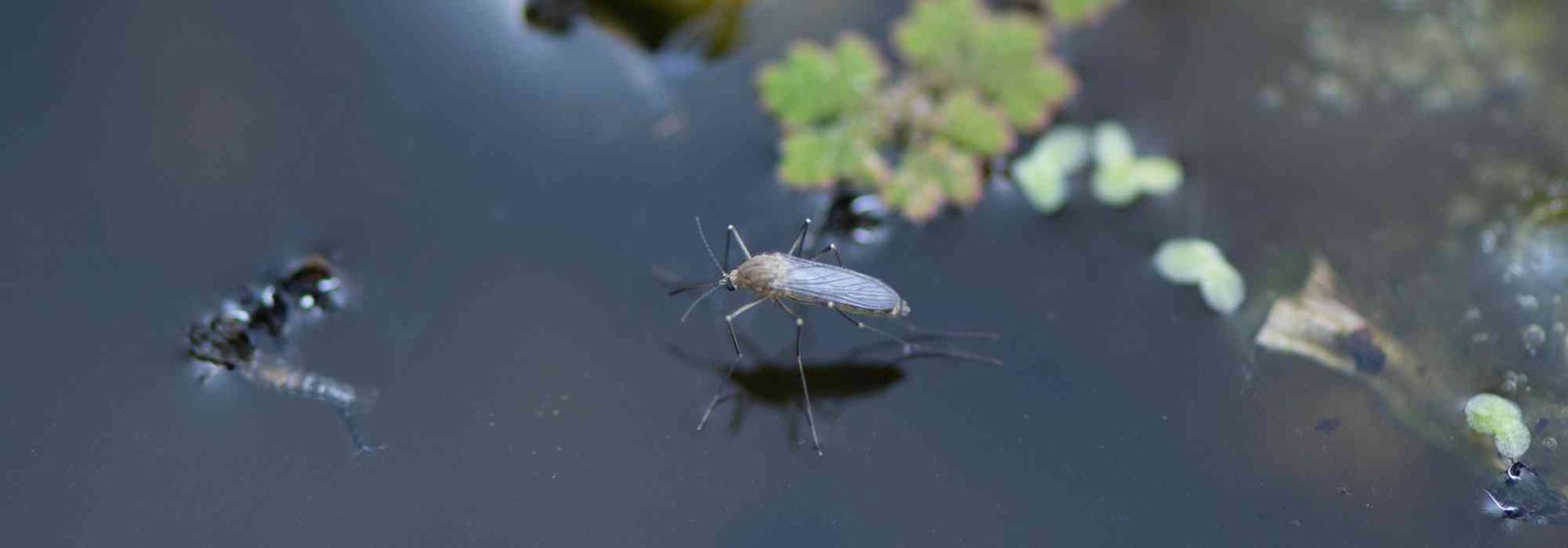 Come combattere naturalmente le zanzare in uno stagno?