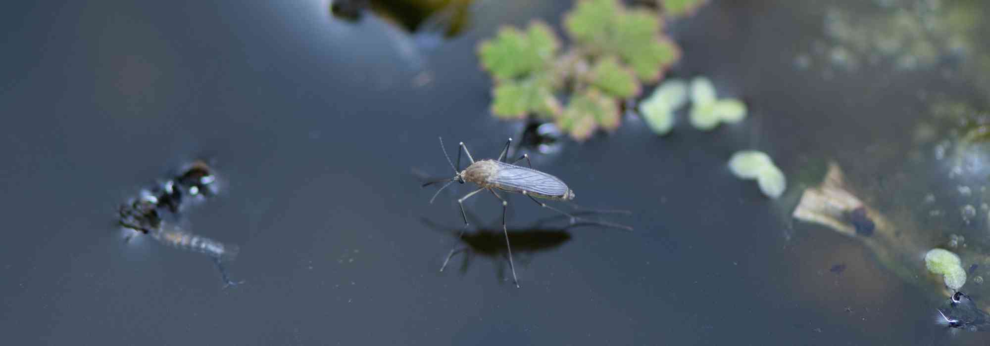 Come combattere naturalmente le zanzare in uno stagno?