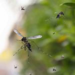 Proliferazione delle zanzare: attenzione a questi errori comuni di irrigazione!