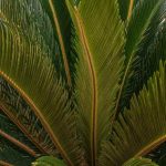Cycas: come separare e ripiantare i nuovi germogli?