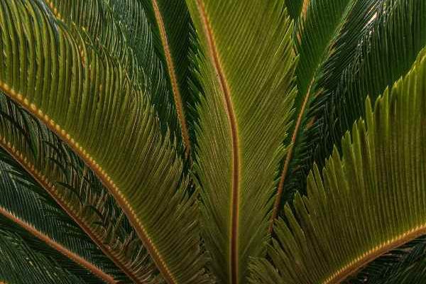 Cycas: come separare e ripiantare i nuovi germogli?