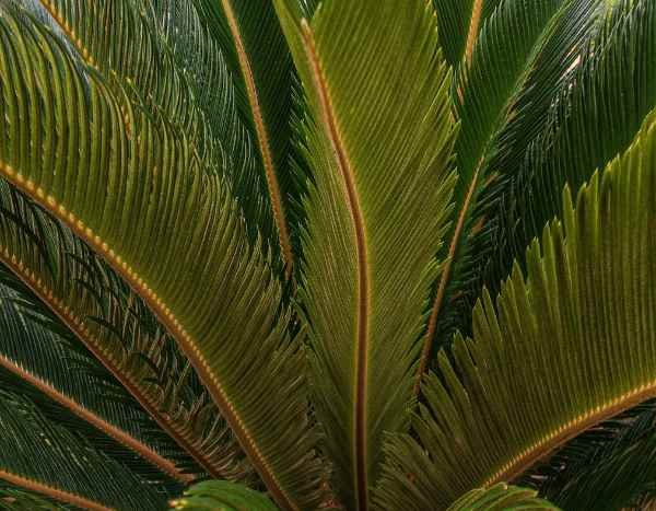 Cycas: come separare e ripiantare i nuovi germogli?