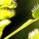 Cosa mangiano davvero le piante carnivore?