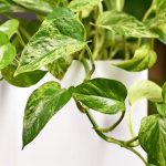 Le piante d'appartamento indistruttibili: 7 sicurezze per un interno rigoglioso senza pensieri