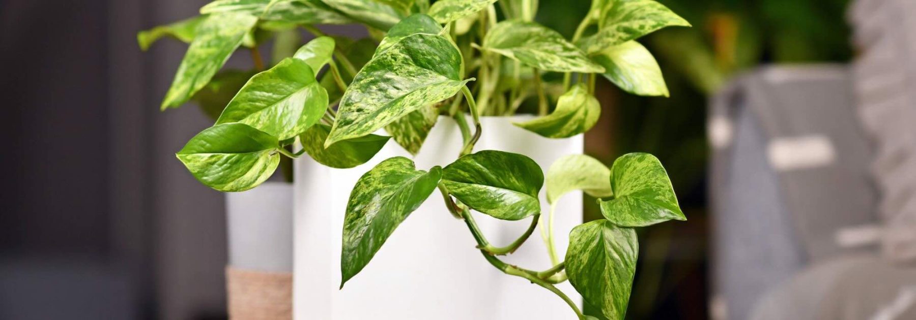 Le piante d'appartamento indistruttibili: 7 sicurezze per un interno rigoglioso senza pensieri