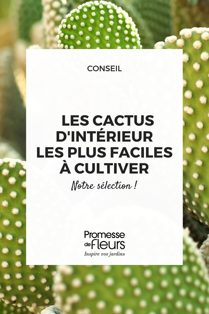 Cactus da interno: le specie più facili da coltivare cactus opuntia