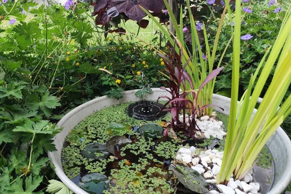 Come creare un piccolo stagno da giardino?