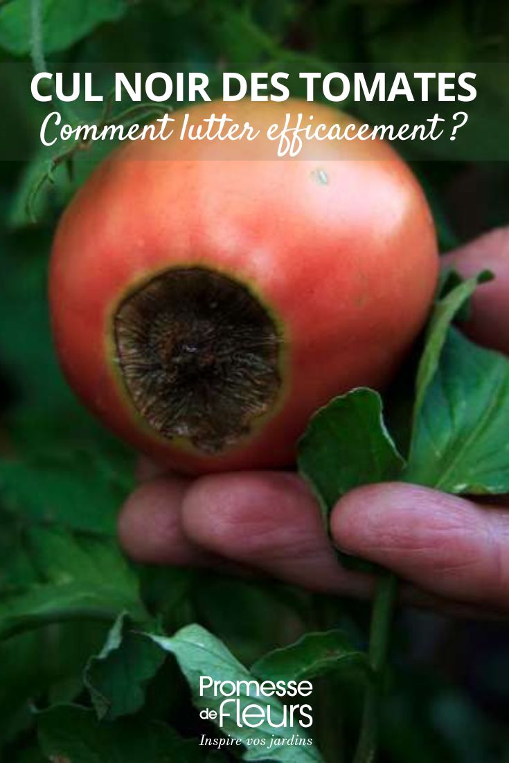 Nero del pomodoro: come combatterlo efficacemente curare il cul nero dei pomodori