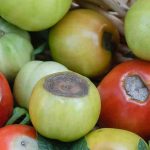 Macchia nera dei pomodori: come combatterla efficacemente?