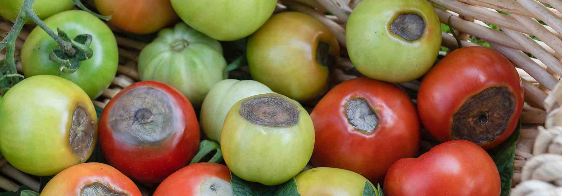 Macchia nera dei pomodori: come combatterla efficacemente?