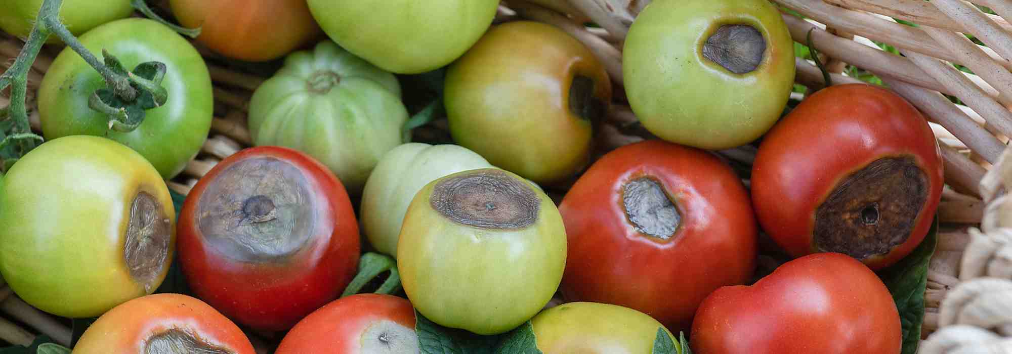 Macchia nera dei pomodori: come combatterla efficacemente?