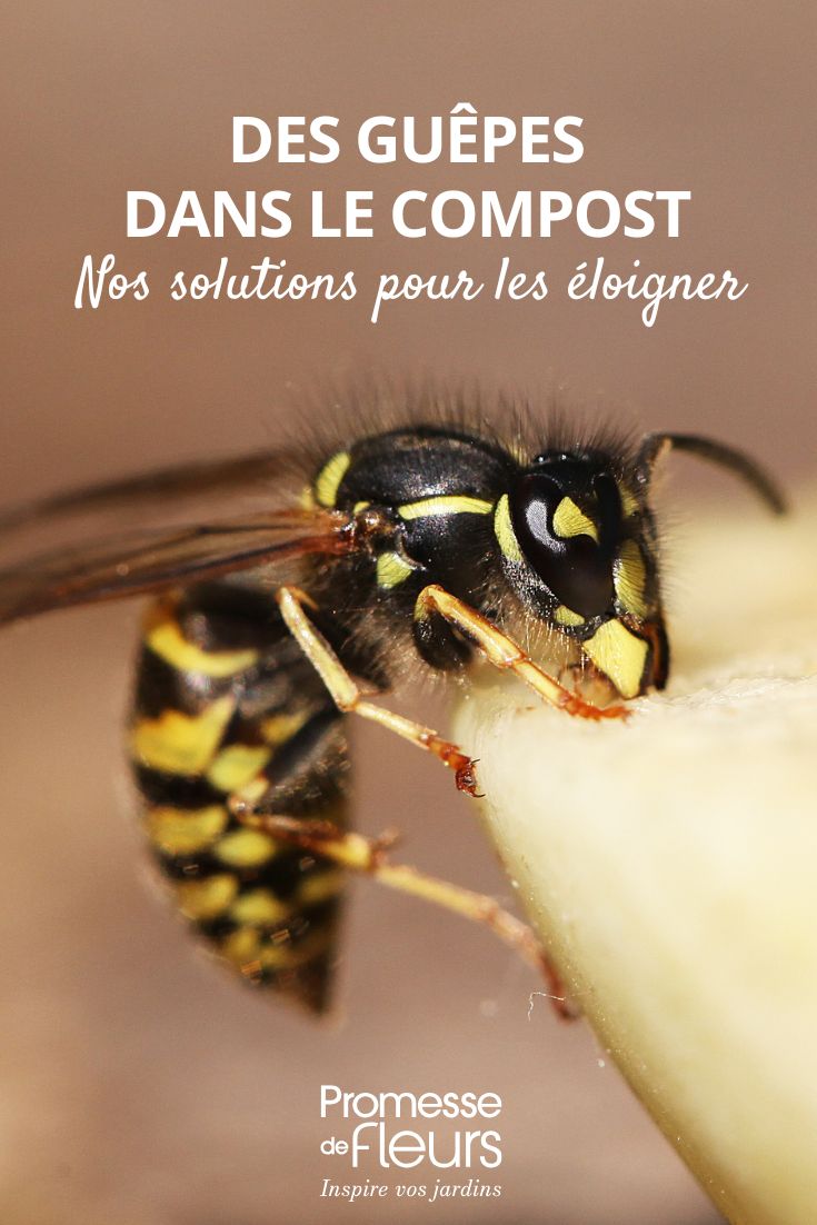 Vespe nel compost: perché e come allontanarle allontanare le vespe dal compost, come fare?