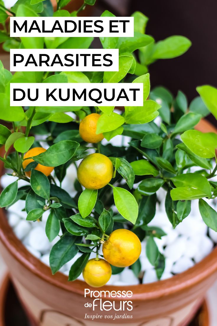 Kumquat: le malattie e i parassiti più comuni Kumquat come prendersene cura