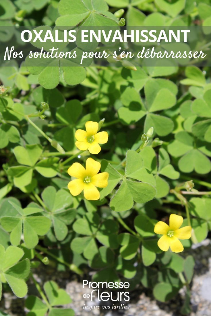 L'Acetosella invade le tue aiuole o i tuoi vasi Le nostre Soluzioni per liberartene (1) L'Acetosella invade le tue aiuole o i tuoi vasi? Le nostre Soluzioni per eliminarla