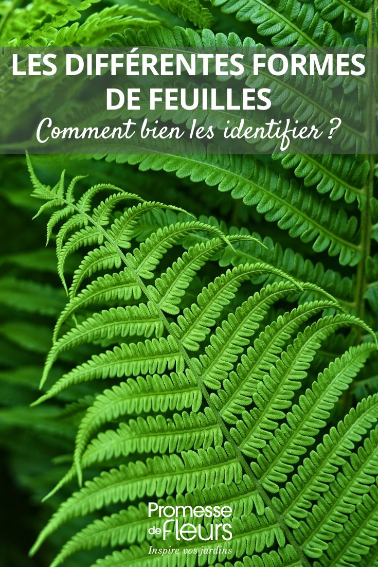 Le diverse forme delle foglie: come identificarle correttamente foglie di felce