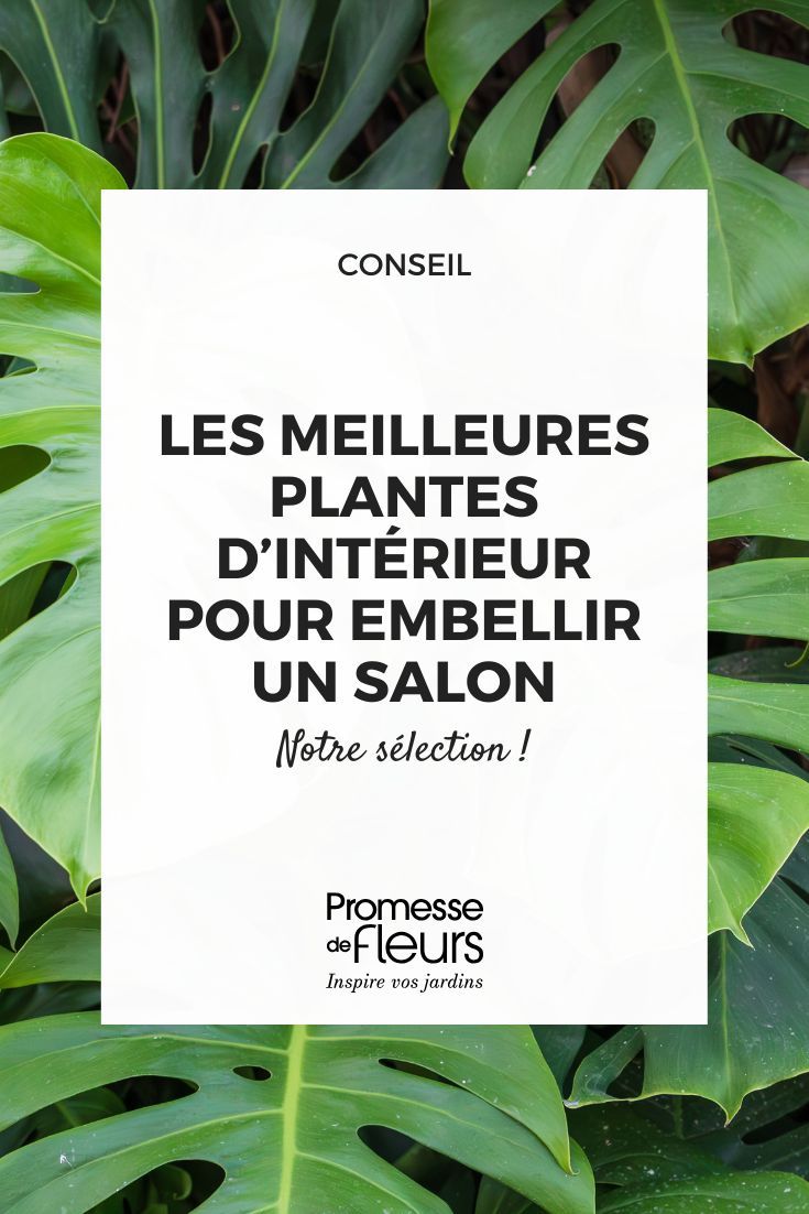 Le migliori piante da interno per abbellire un soggiorno (1) Monstera
