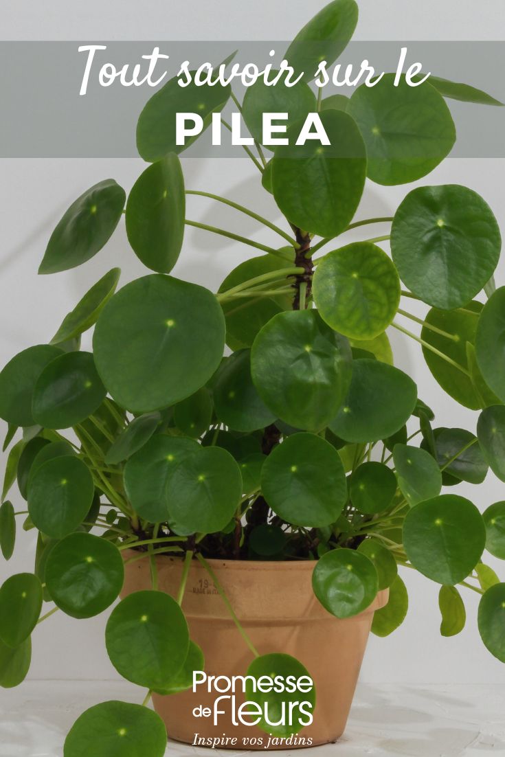 tutto quello che c'è da sapere sul pilea