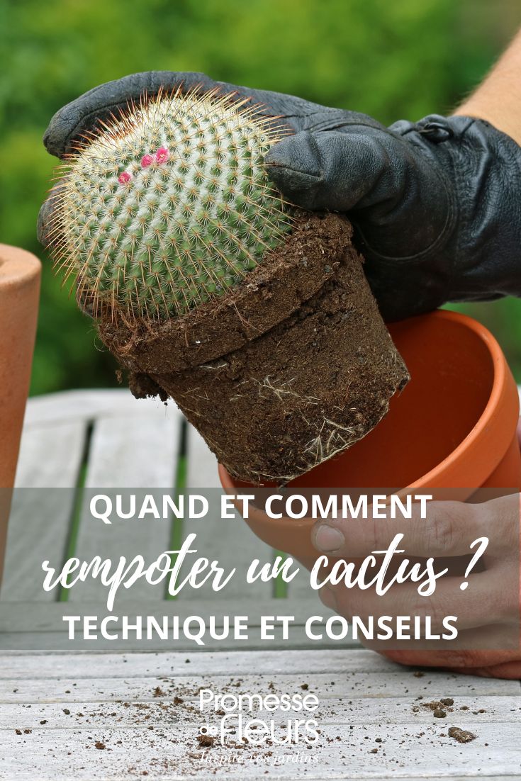 rinvaso di un cactus
