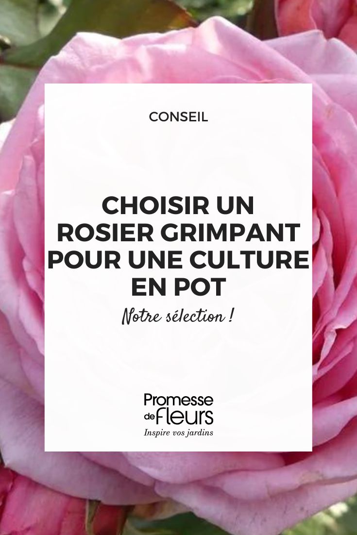 Quale rosa rampante scegliere per la coltivazione in vaso rosa Oralinco