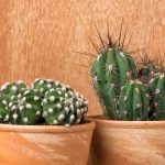 Cactus da interno: le specie più facili da coltivare