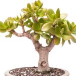 Come potare l'Albero di Giada?