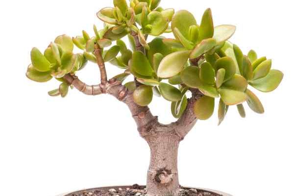 Come potare l'Albero di Giada?