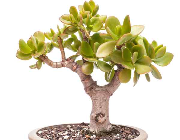 Come potare l'Albero di Giada?