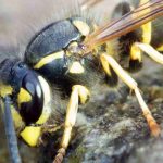 Vespe nel compost: perché? Come allontanarle?
