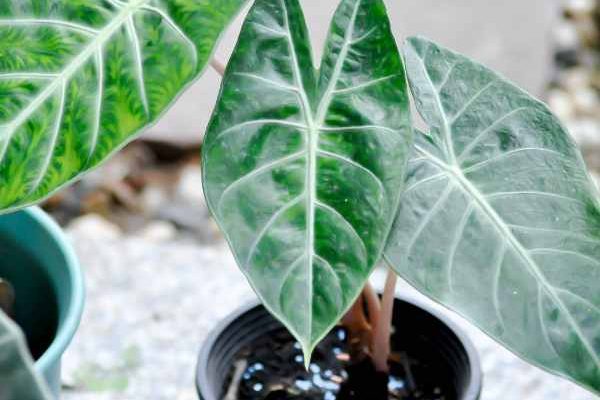 Quando e come rinvasare un alocasia?