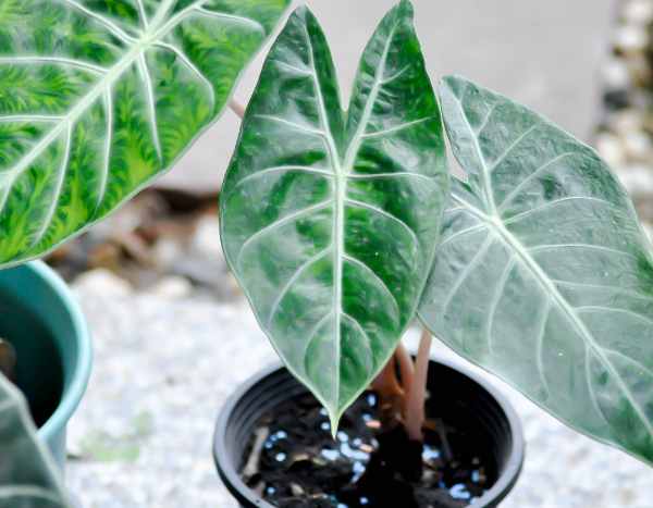 Quando e come rinvasare un alocasia?