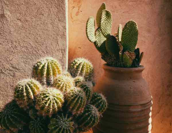 Quando e come rinvasare un cactus?