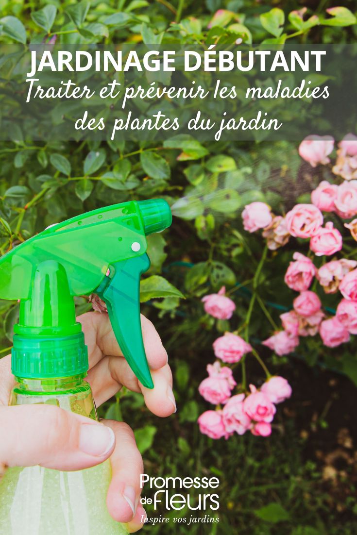 Jardinería para principiantes: tratar y prevenir enfermedades de las plantas del jardín curare il giardino