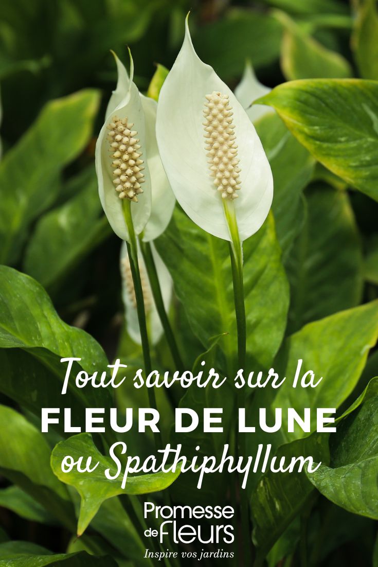 Tutto quello che c'è da sapere sullo Spathiphyllum fior di luna: cura, piantagione