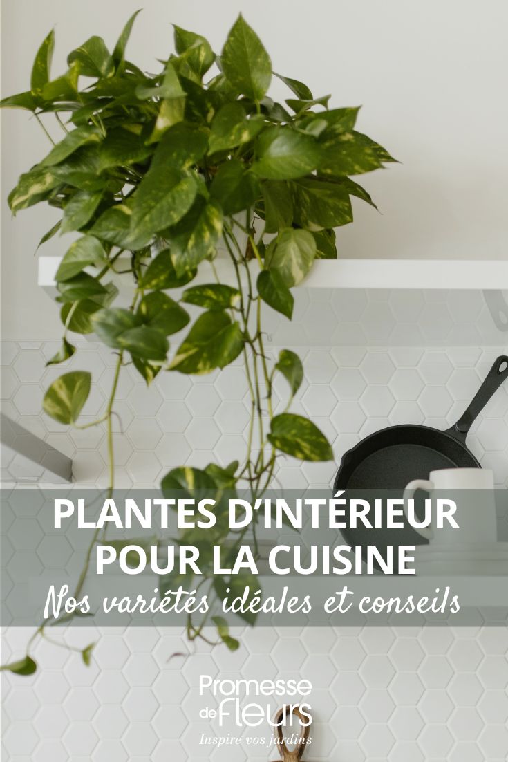 Piante da interno per la cucina: le nostre varietà ideali e i nostri consigli per decorare questo spazio scegliere una pianta per la cucina