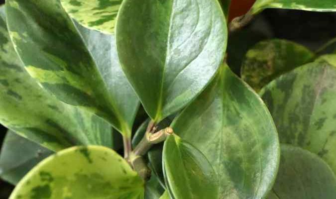 Come propagare un *Peperomia*?