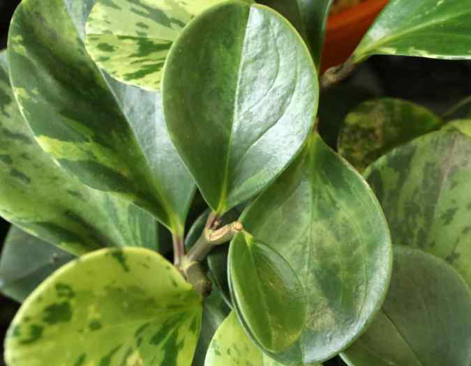Come propagare un *Peperomia*?