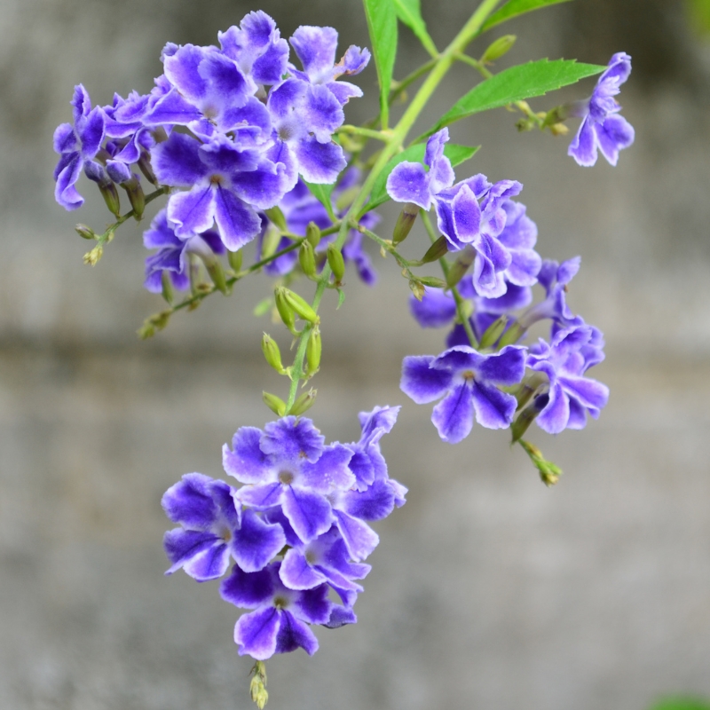 Arbusti esotici a fiori blu
