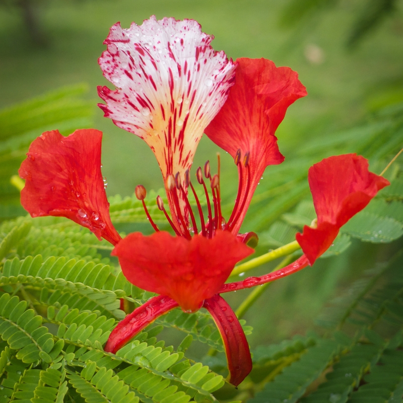 Arbusti esotici a fiori rossi