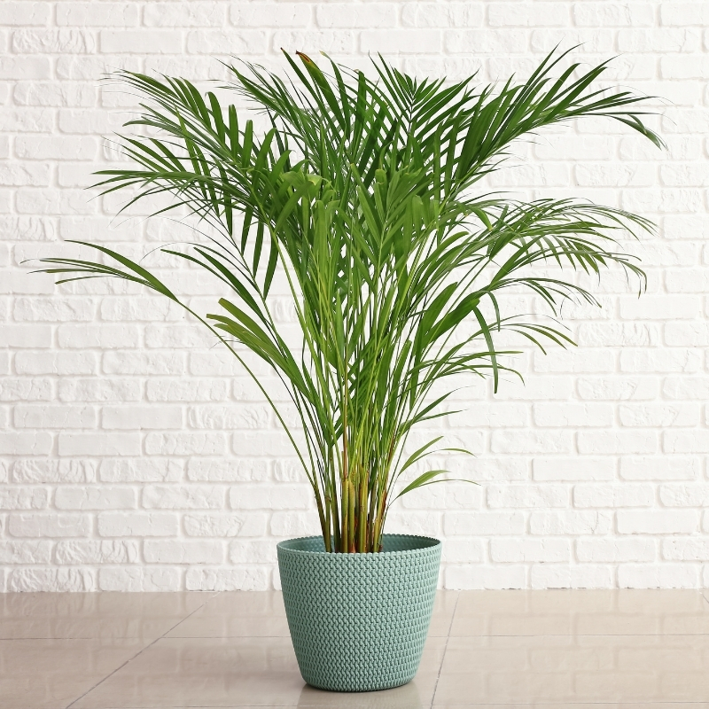 Areca - Palma di areca